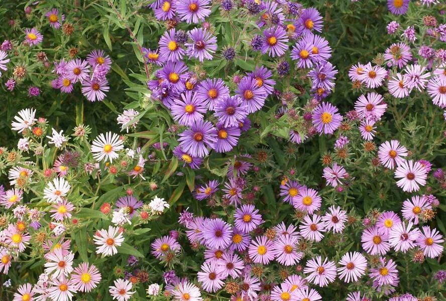 Hvězdnice novoanglická mix - Aster novae-angliae mix