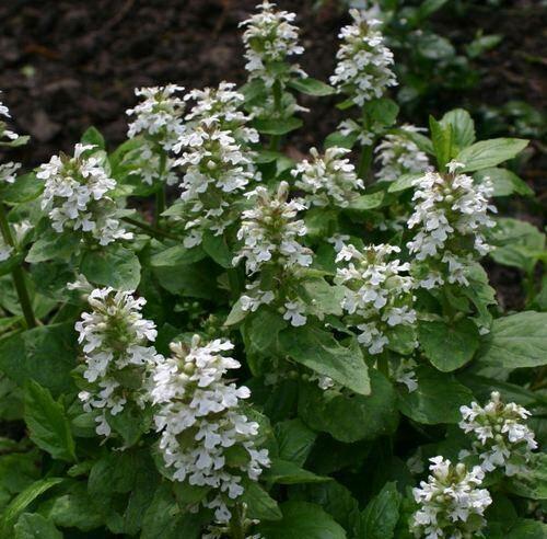 Zběhovec plazivý 'Sanne' - Ajuga reptans 'Sanne'