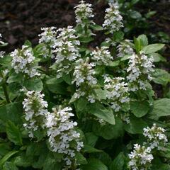 Zběhovec plazivý 'Sanne' - Ajuga reptans 'Sanne'