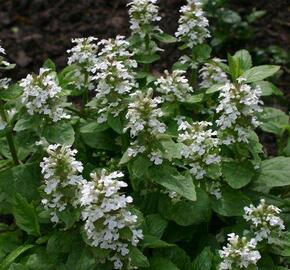 Zběhovec plazivý 'Sanne' - Ajuga reptans 'Sanne'