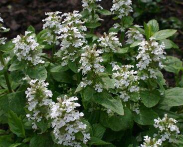 Zběhovec plazivý 'Sanne'