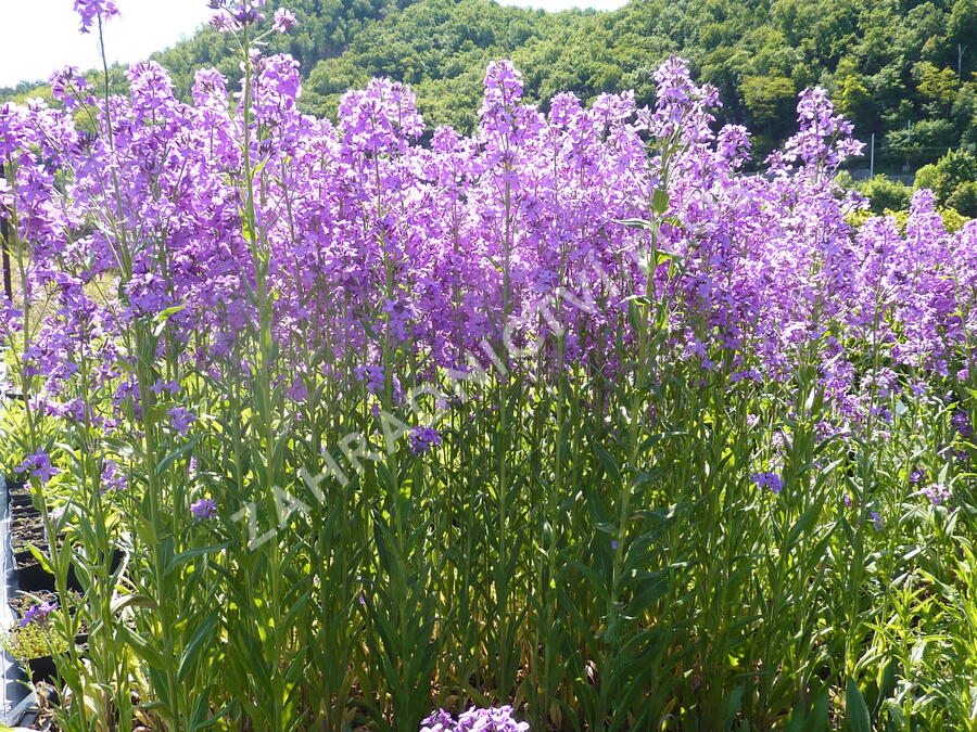 Večernice vonná - Hesperis matronalis