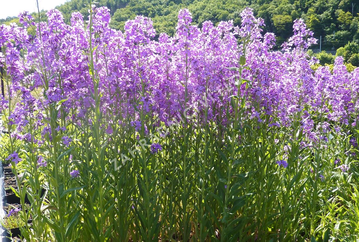 Večernice vonná - Hesperis matronalis