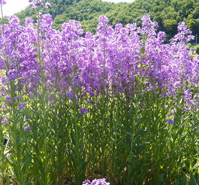 Večernice vonná - Hesperis matronalis