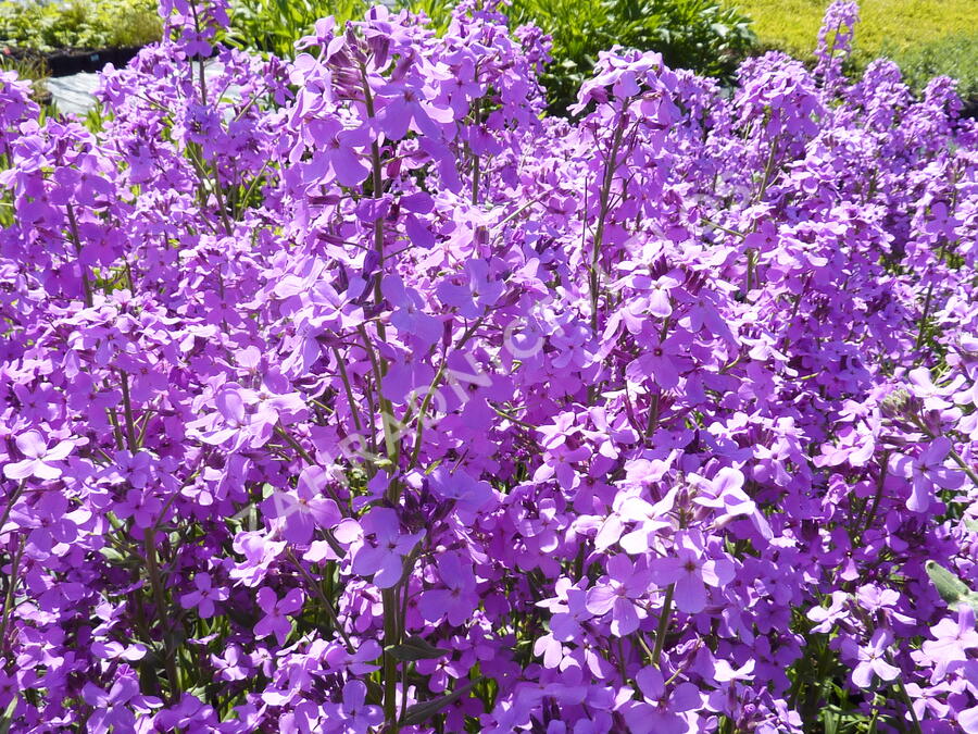 Večernice vonná - Hesperis matronalis