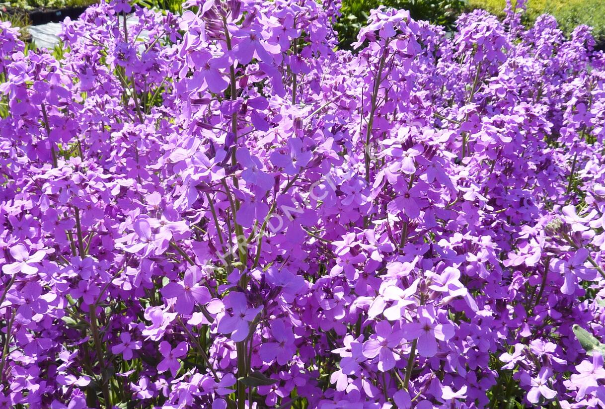Večernice vonná - Hesperis matronalis