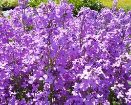 Večernice vonná