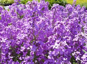 Večernice vonná - Hesperis matronalis