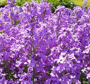 Večernice vonná - Hesperis matronalis