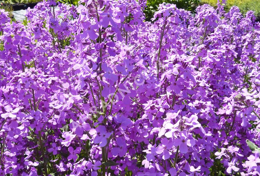 Večernice vonná - Hesperis matronalis