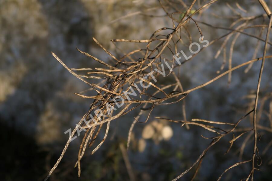 Večernice vonná - Hesperis matronalis