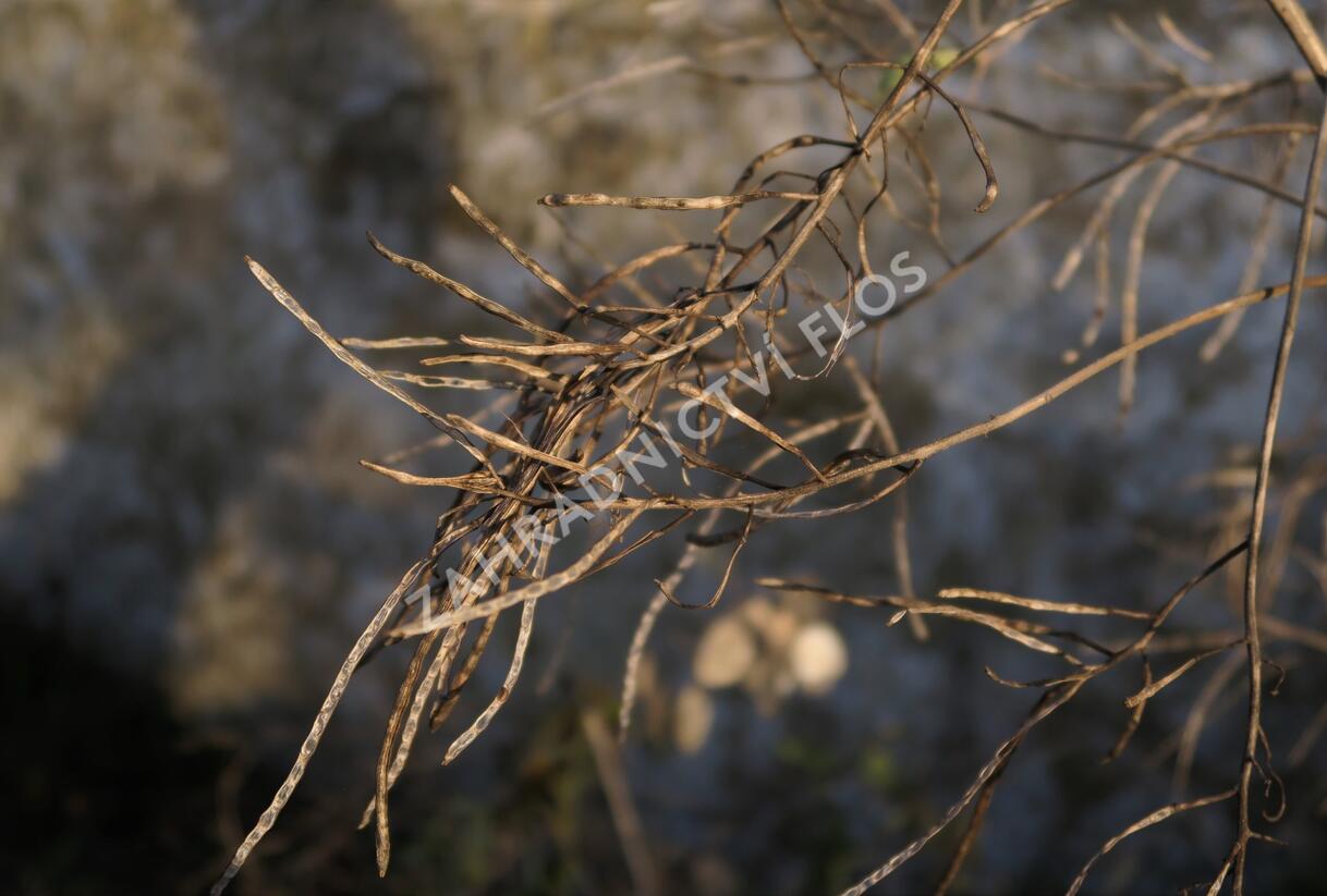 Večernice vonná - Hesperis matronalis