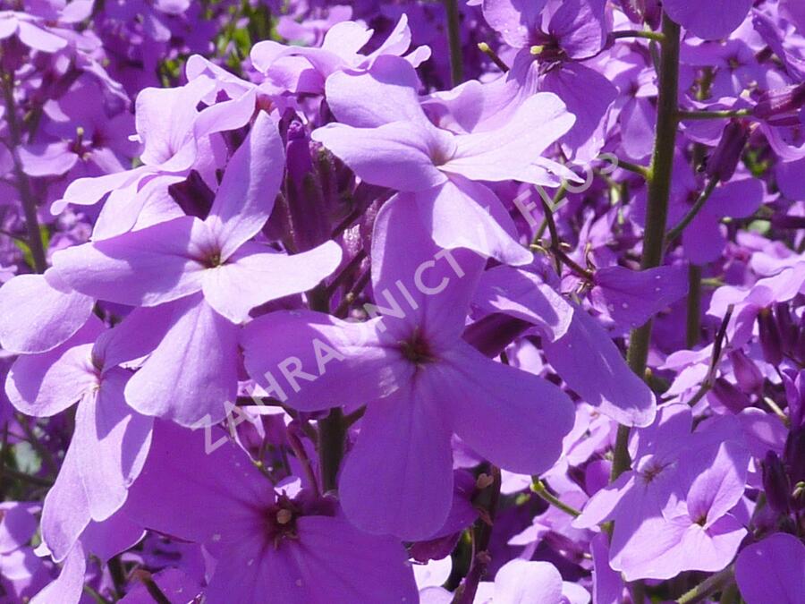 Večernice vonná - Hesperis matronalis
