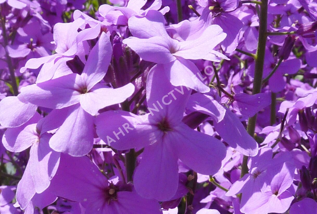 Večernice vonná - Hesperis matronalis