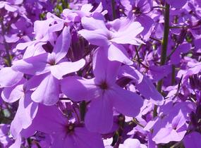 Večernice vonná - Hesperis matronalis