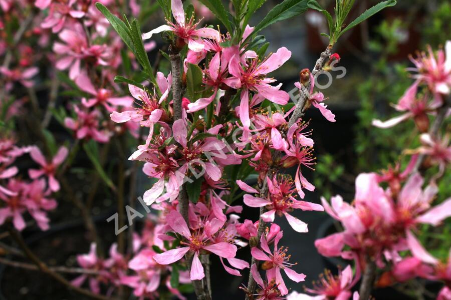 Mandloň nízká - Prunus tenella