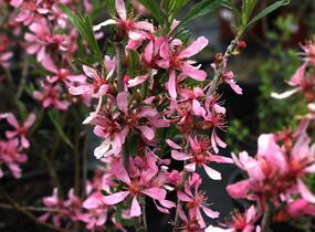 Mandloň nízká - Prunus tenella