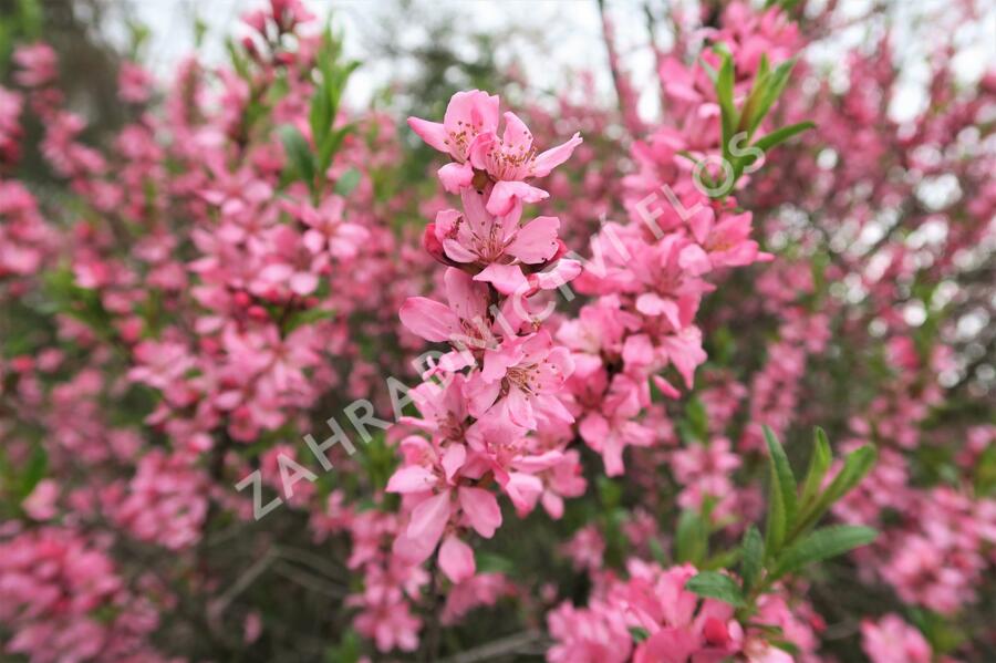 Mandloň nízká - Prunus tenella