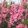 Mandloň nízká - Prunus tenella