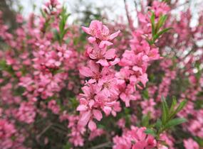 Mandloň nízká - Prunus tenella