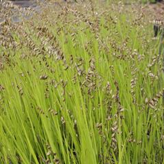 Strdivka nicí - Melica nutans