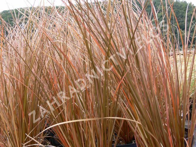 Ostřice Petreiova 'Milk Choclat' - Carex petriei 'Milk Choclat'