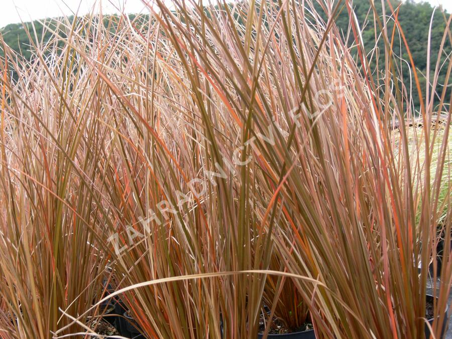 Ostřice Petreiova 'Milk Choclat' - Carex petriei 'Milk Choclat'