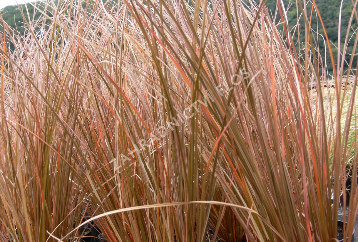 Ostřice Petreiova 'Milk Choclat' - Carex petriei 'Milk Choclat'