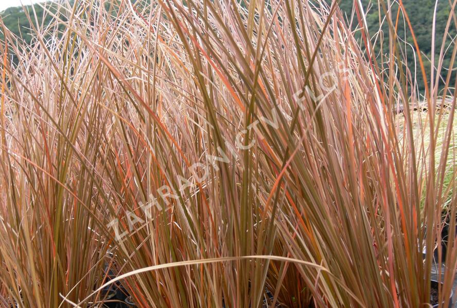 Ostřice Petreiova 'Milk Choclat' - Carex petriei 'Milk Choclat'