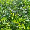 brl men Alba - Vinca minor Alba
