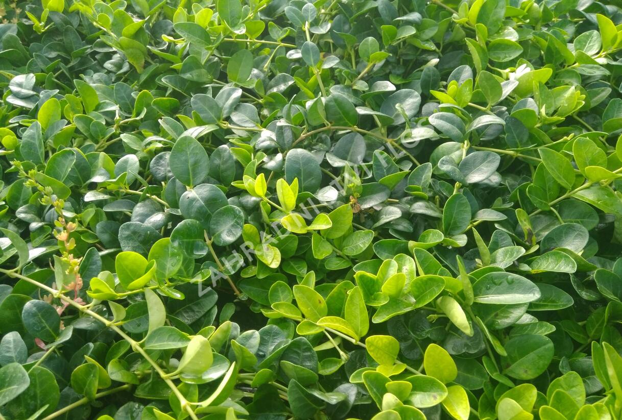Barvínek menší 'Alba' - Vinca minor 'Alba'