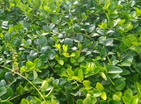 Barvínek menší 'Alba' - Vinca minor 'Alba'