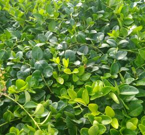 Barvínek menší 'Alba' - Vinca minor 'Alba'