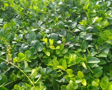 Barvínek menší 'Alba'