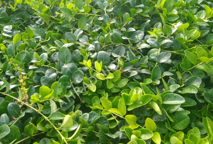 Barvínek menší 'Alba' - Vinca minor 'Alba'