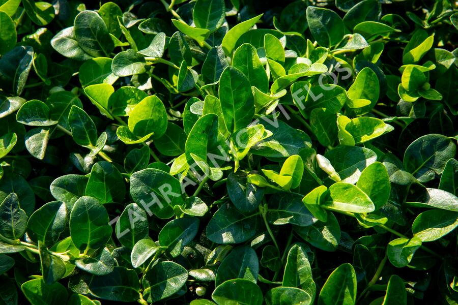 Barvínek menší 'Alba' - Vinca minor 'Alba'