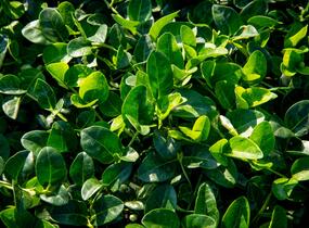 Barvínek menší 'Alba' - Vinca minor 'Alba'