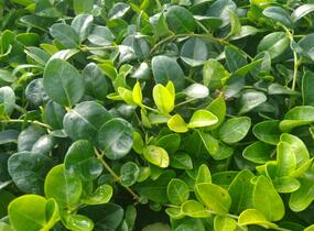 Barvínek menší 'Alba' - Vinca minor 'Alba'