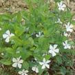 Barvínek menší 'Alba' - Vinca minor 'Alba'