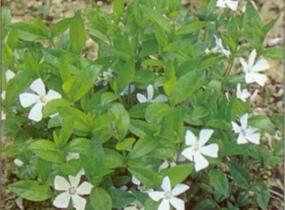 Barvínek menší 'Alba' - Vinca minor 'Alba'