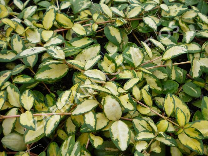 Barvínek větší 'Variegated Golden' - Vinca major 'Variegated Golden'