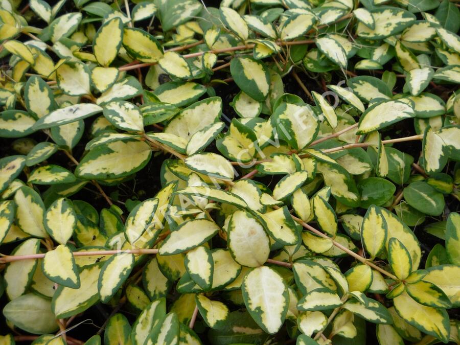 Barvínek větší 'Variegated Golden' - Vinca major 'Variegated Golden'
