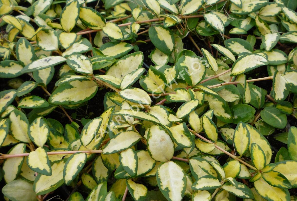 Barvínek větší 'Variegated Golden' - Vinca major 'Variegated Golden'