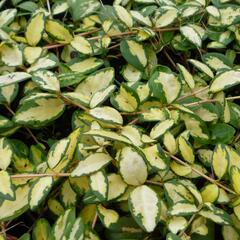 Barvínek větší 'Variegated Golden' - Vinca major 'Variegated Golden'