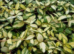 Barvínek větší 'Variegated Golden' - Vinca major 'Variegated Golden'