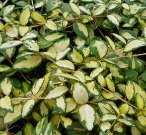 Barvínek větší 'Variegated Golden' - Vinca major 'Variegated Golden'