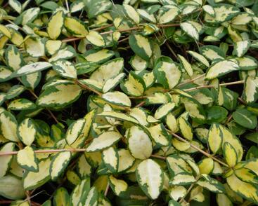 Barvínek větší 'Variegated Golden'