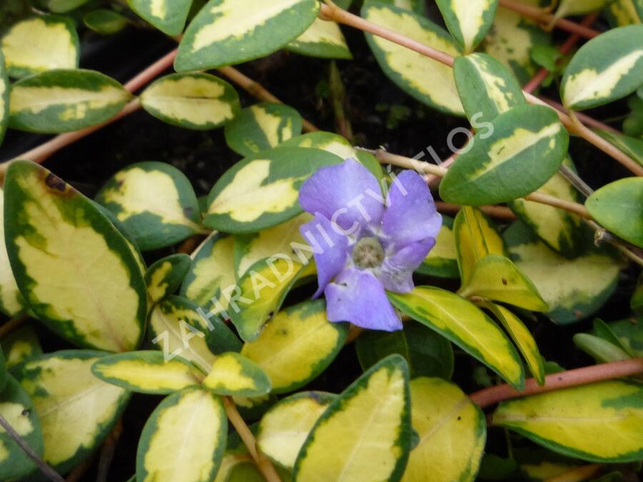 Barvínek větší 'Variegated Golden' - Vinca major 'Variegated Golden'