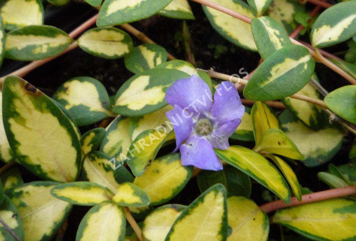 Barvínek větší 'Variegated Golden' - Vinca major 'Variegated Golden'