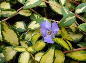 Barvínek větší 'Variegated Golden' - Vinca major 'Variegated Golden'